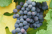 vino